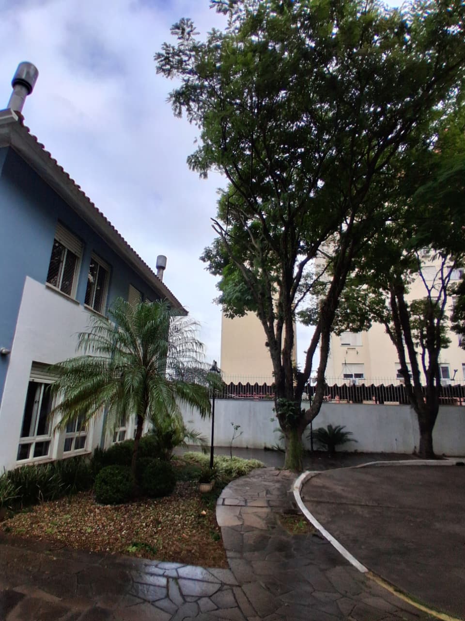 Poda técnica de manutenção em árvore residencial — Canoas/RS